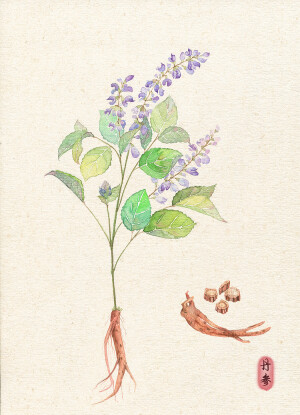 【花间集】药材系列 作者：懒懒灰兔