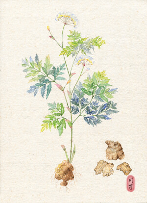 【花间集】药材系列 作者：懒懒灰兔