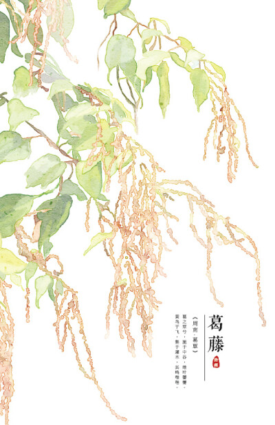 【花间集】作者：秋娘 #诗经植物# 涂鸦