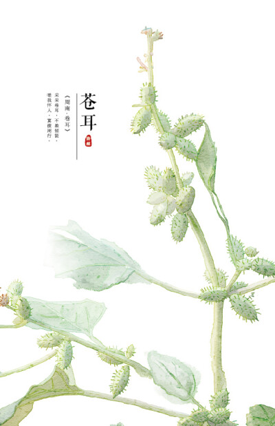 【花间集】作者：秋娘 #诗经植物# 涂鸦