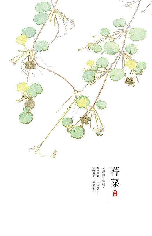 【花间集】作者：秋娘 #诗经植物# 涂鸦