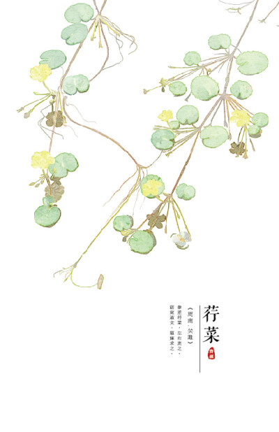 【花间集】作者：秋娘 #诗经植物# 涂鸦