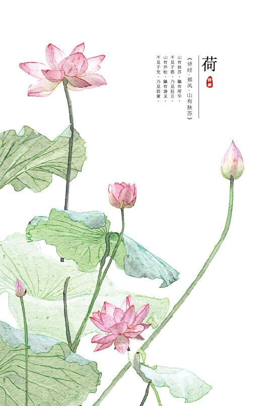 【花间集】作者：秋娘 #诗经植物# 涂鸦