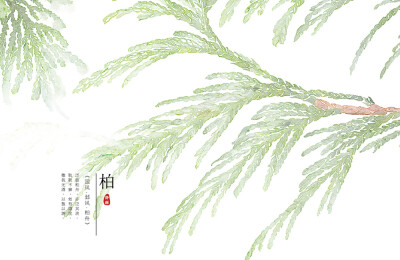 【花间集】作者：秋娘 #诗经植物# 涂鸦