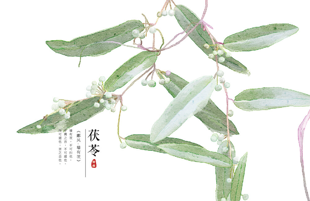 【花间集】作者：秋娘 #诗经植物# 涂鸦