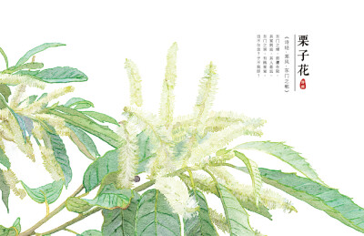 【花间集】作者：秋娘 #诗经植物# 涂鸦