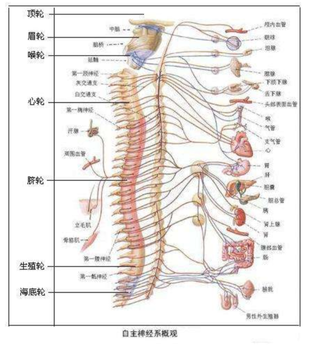 人体七个脉轮分布图图片
