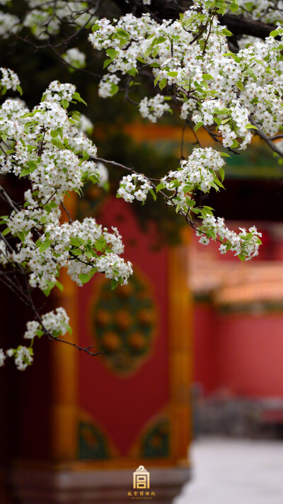 清明时节，满树梨花，如云似雪， 春雨浸润 故宫博物院