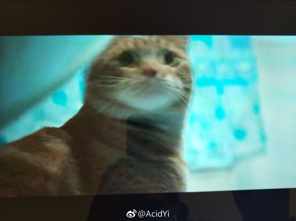 2018712720
流浪猫鲍勃