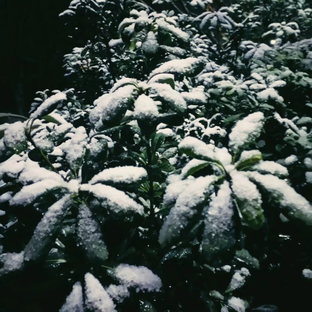 雪