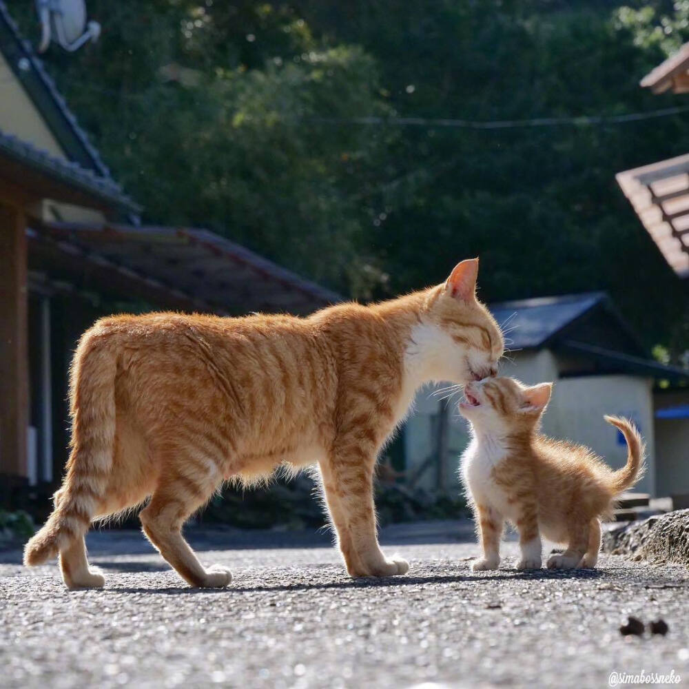 流浪猫