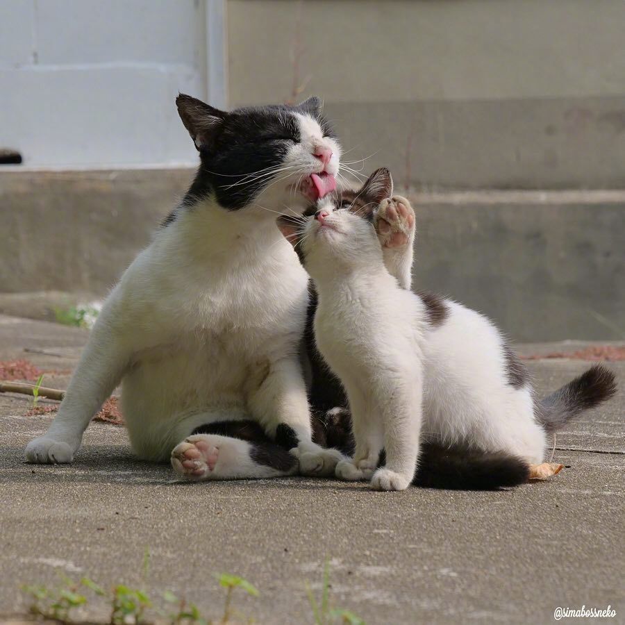 流浪猫