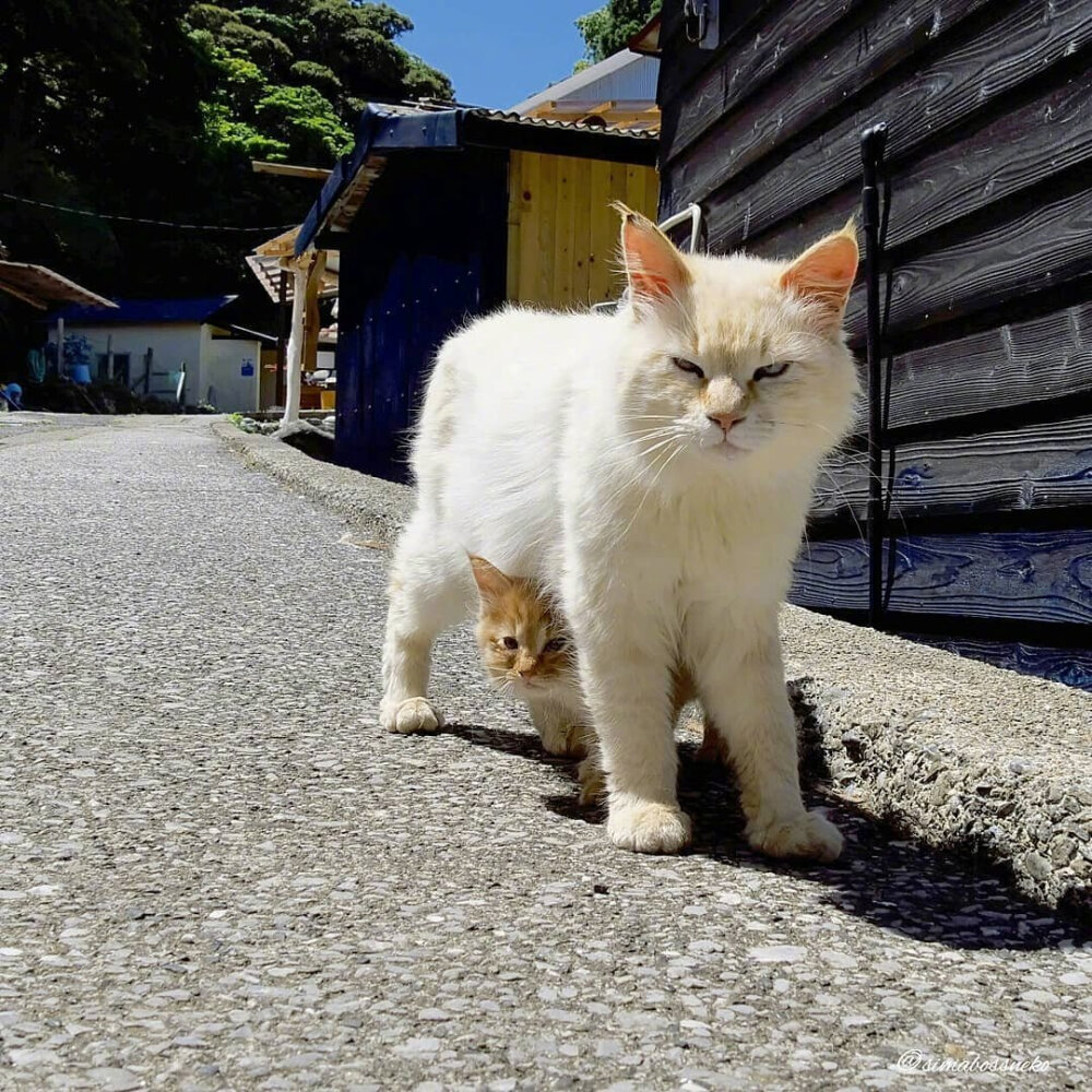 流浪猫