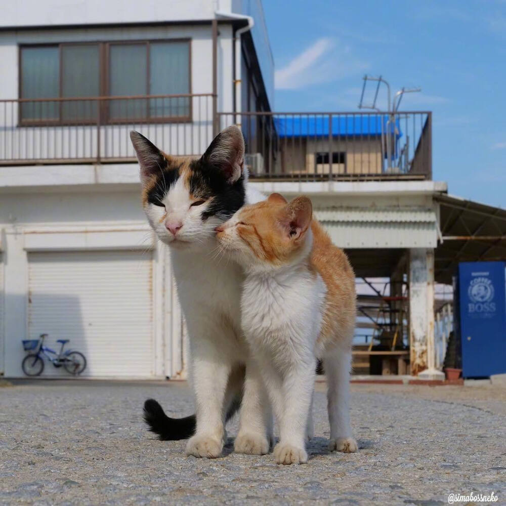 流浪猫