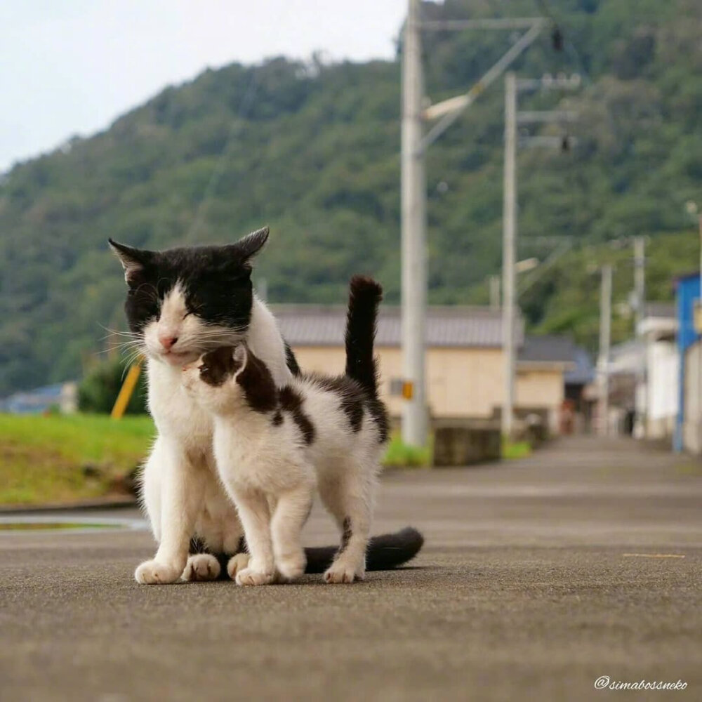 流浪猫