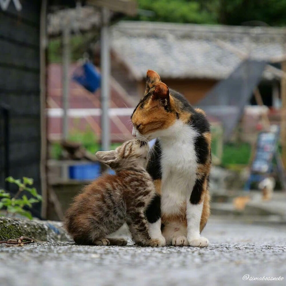 流浪猫