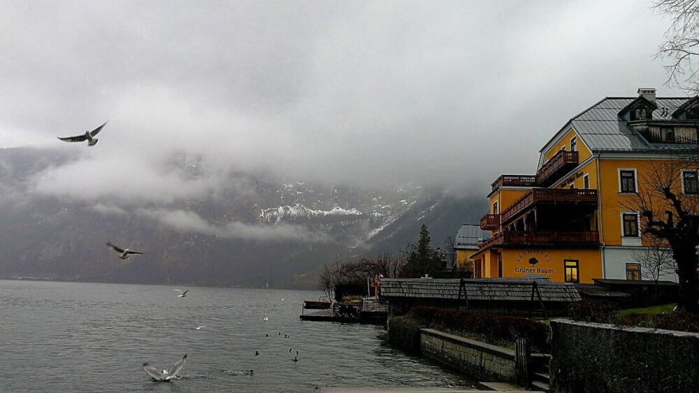 早起的鸟儿在吃鱼。真的一大早就精力充沛 （Hallstatt, Austria) ​​​