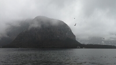 早起的鸟儿在吃鱼。真的一大早就精力充沛 （Hallstatt, Austria) ​​​