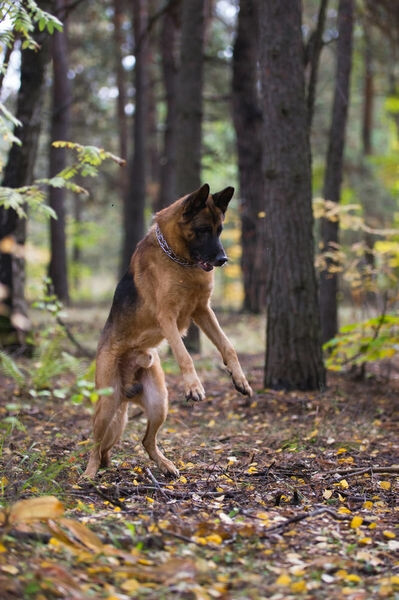 德牧羊犬