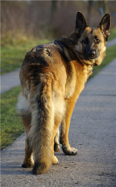 德牧羊犬