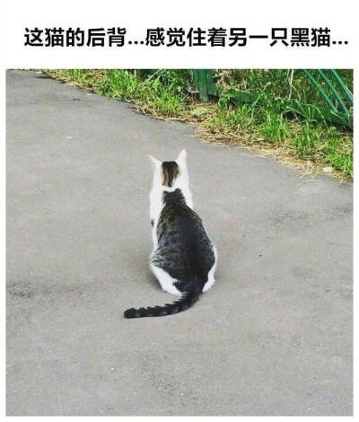 特别的猫咪