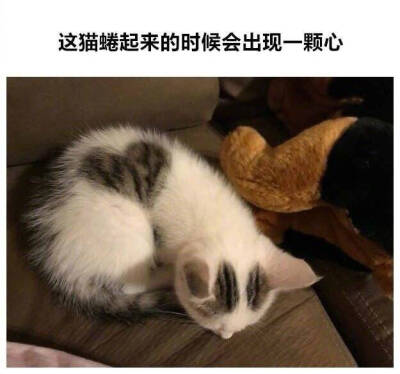 特别的猫咪