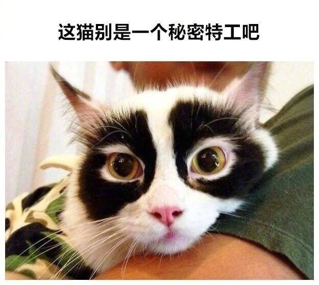 特别的猫咪