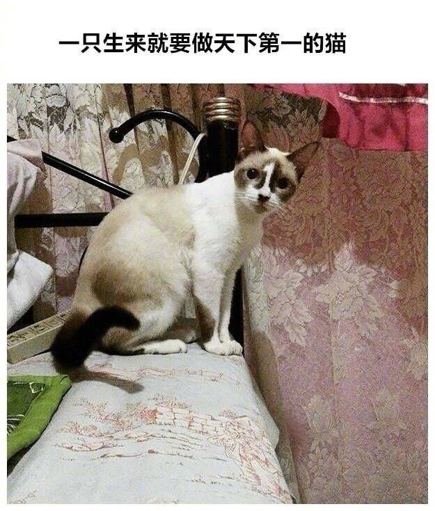 特别的猫咪