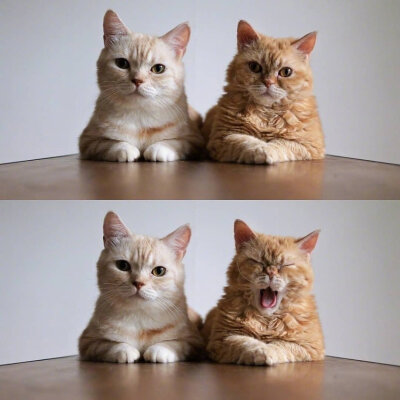 爱会打闹 不会计较