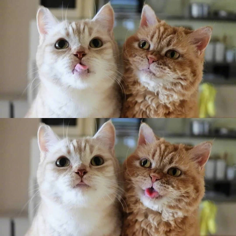 爱会打闹 不会计较