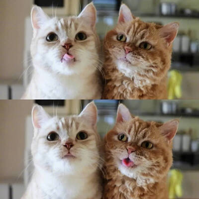 爱会打闹 不会计较