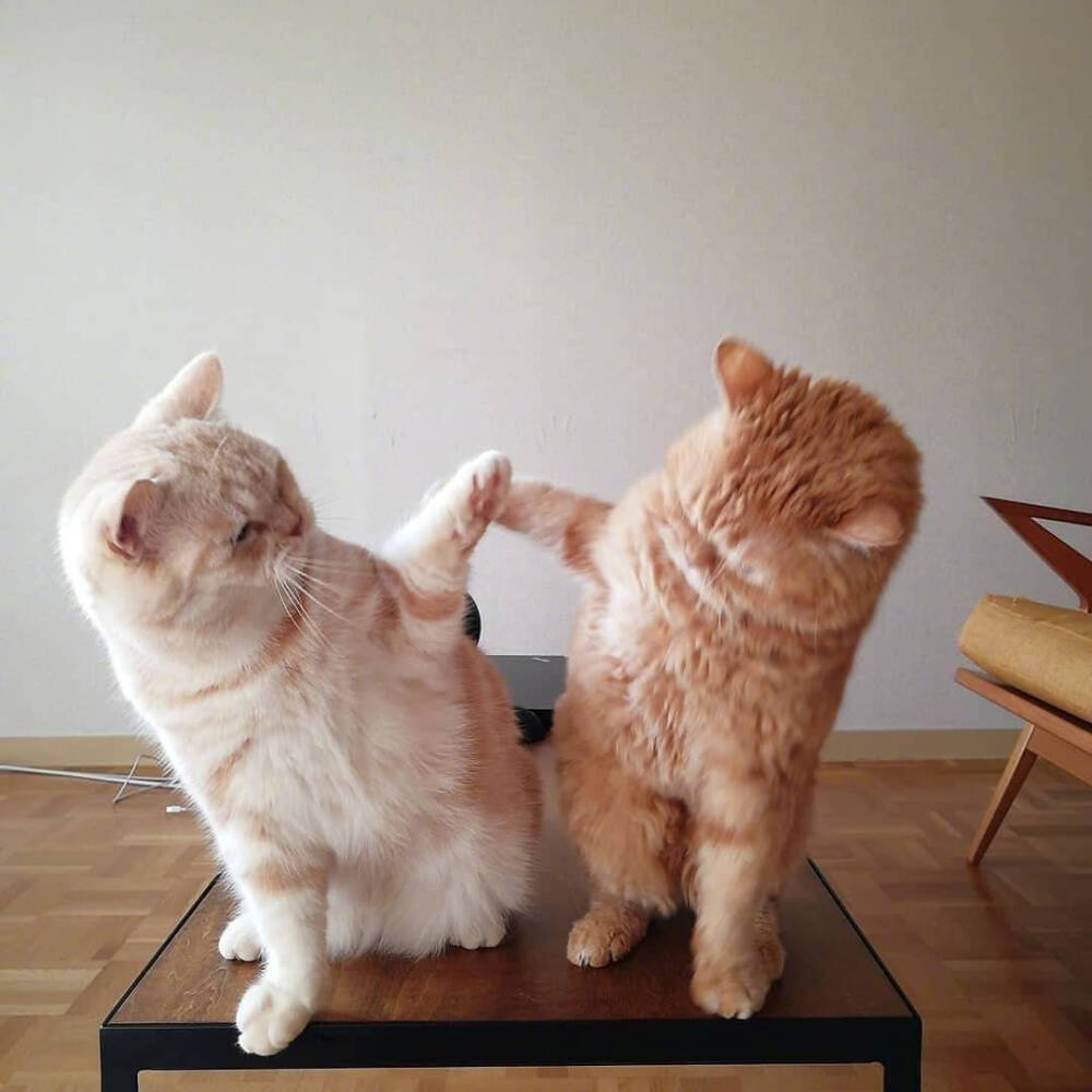 爱会打闹 不会计较