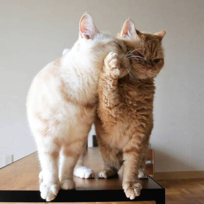 爱会打闹 不会计较