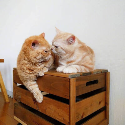 爱会打闹 不会计较