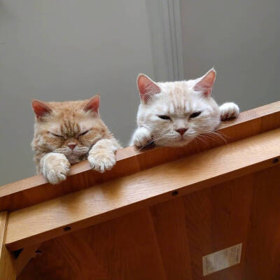 爱会打闹 不会计较