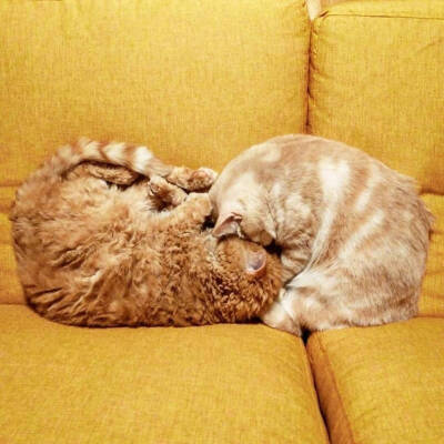 爱会打闹 不会计较