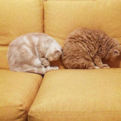 爱会打闹 不会计较