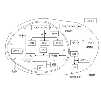 高中必修一 生物 有氧呼吸