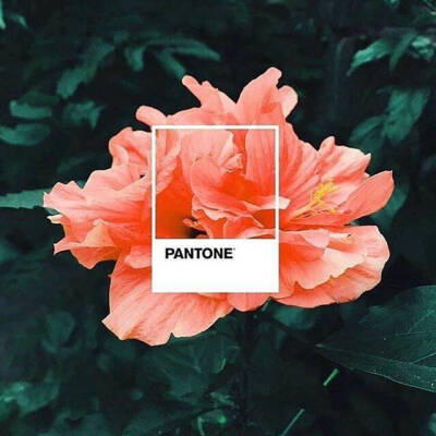 2019年「Pantone流行色」出炉！
充满活力生命力的珊瑚橙
（Living Coral，色号PANTONE 16-1546）
明年的色调以红色和橘红色为主。其中，明年年度流行色将是 Living Coral活力珊瑚色！