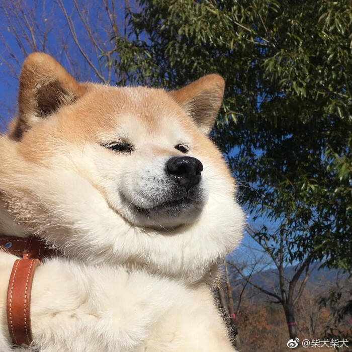 狗狗背景图 堆糖 美图壁纸兴趣社区