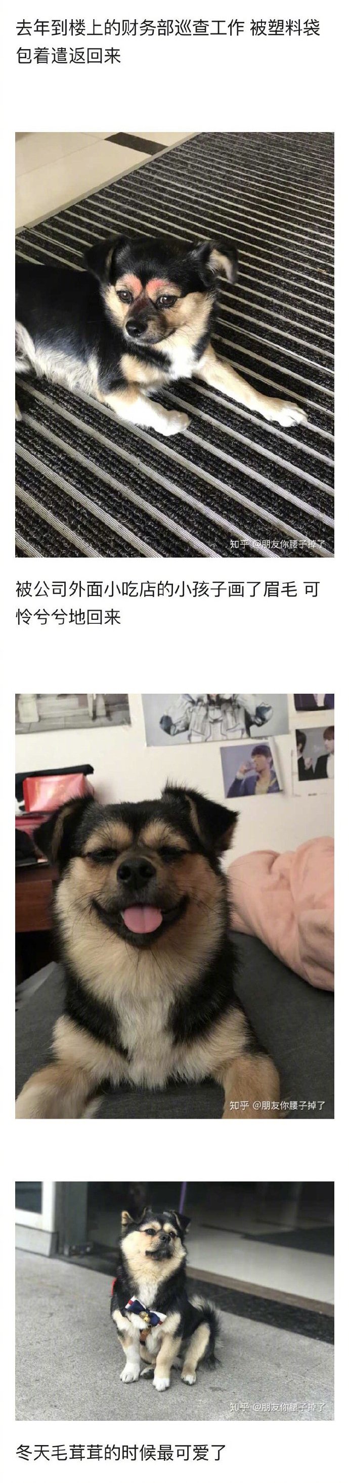 土狗到底有多可爱？前方高萌。