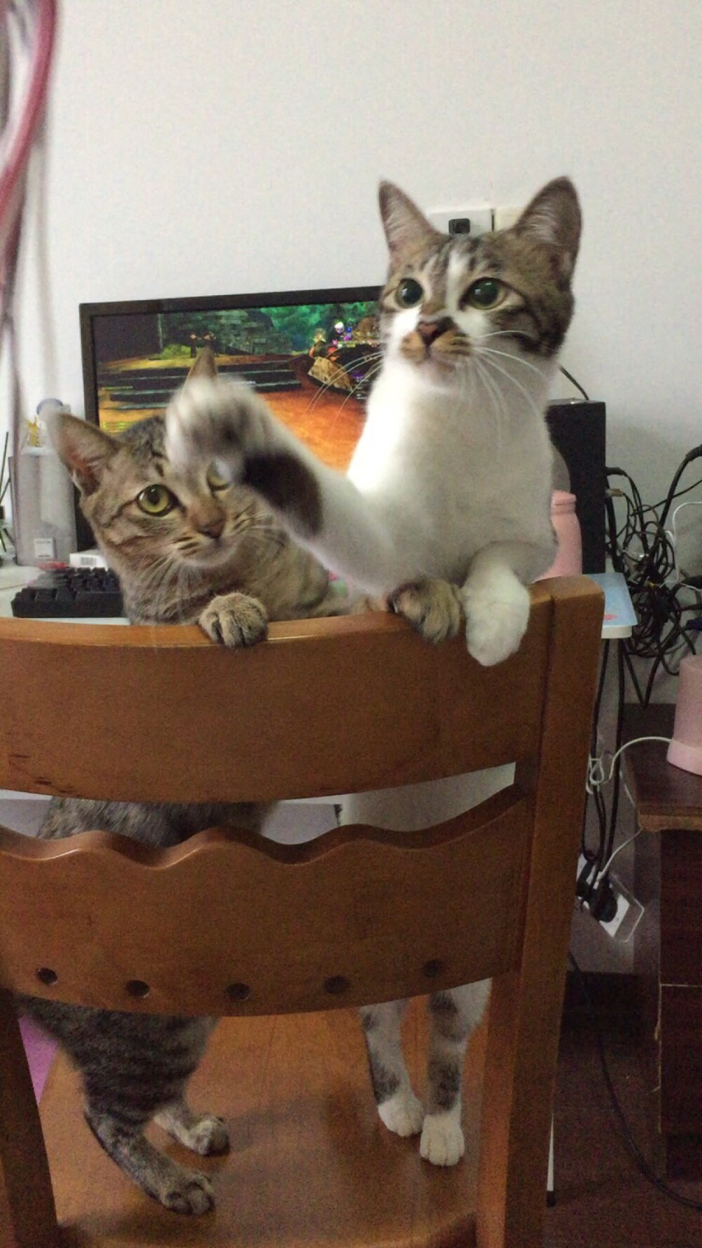 .❅。°❆·。*.❅· °。·❆