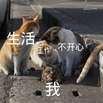 今日份的表情包
侵权立删
高糊表情包 喵咪 熊猫头 gif 金馆长 斗图 文字系列 厉害了 装逼大神 蛤蛤蛤 魔性 喵咪表情包 文字系列 搞笑 暴走漫画 文字控 表情包 