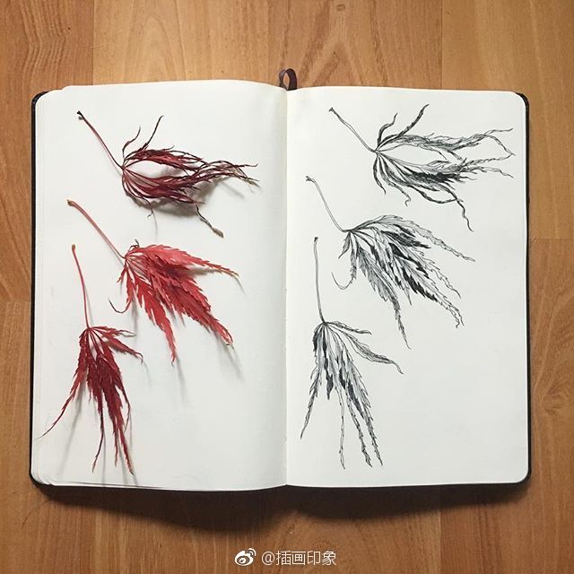 秋天的叶子~植物速写【插画师：Courtney Roth】