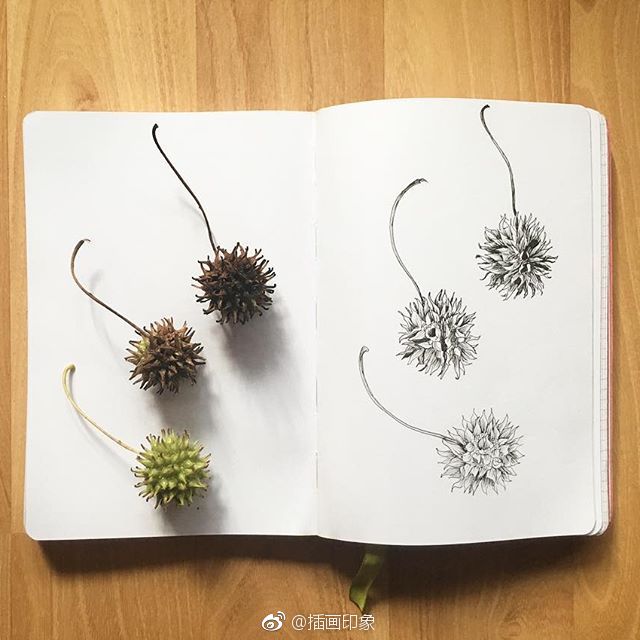 秋天的叶子~植物速写【插画师：Courtney Roth】