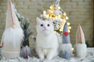 傻狗和猫猫