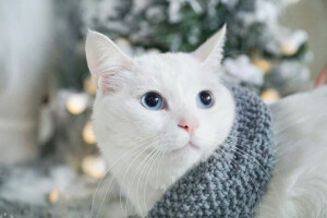 傻狗和猫猫
