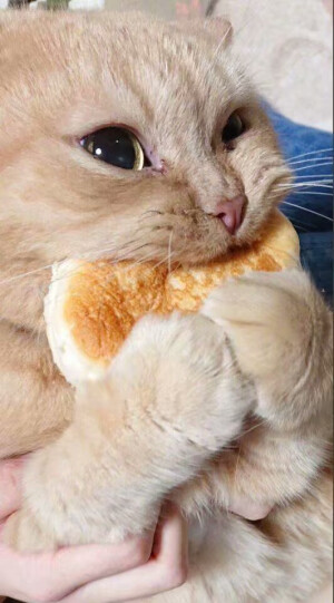 傻狗和猫猫