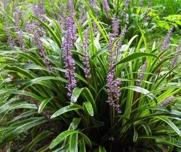 麦冬
这是一种叶子小巧、垂盆生长的观赏草，它也能开出小花，叶子形态和吊兰有点类似，它有不同的品种，上面这种麦冬叶子就是黑色，它也有叶子翠绿或黄色斑纹的品种。
