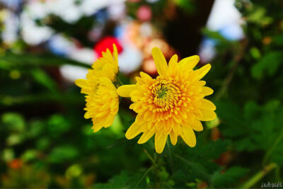 【飞花令】以菊为题 在评论里写出带”菊“字的诗句不是花中偏爱菊，此花开尽更无花。